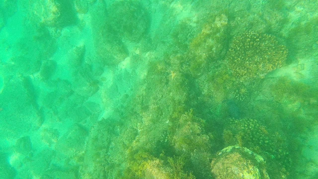 Underwater Palmilla Los Cabos seabed with algae-covered rock clusters, pale sandy gaps, and green turquoise water across the frame, with no visible people.