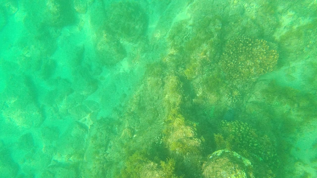 Closer underwater view in Palmilla Los Cabos with algae on rocks, a rounded coral-like formation near the upper center, and clear turquoise water, with no visible people.