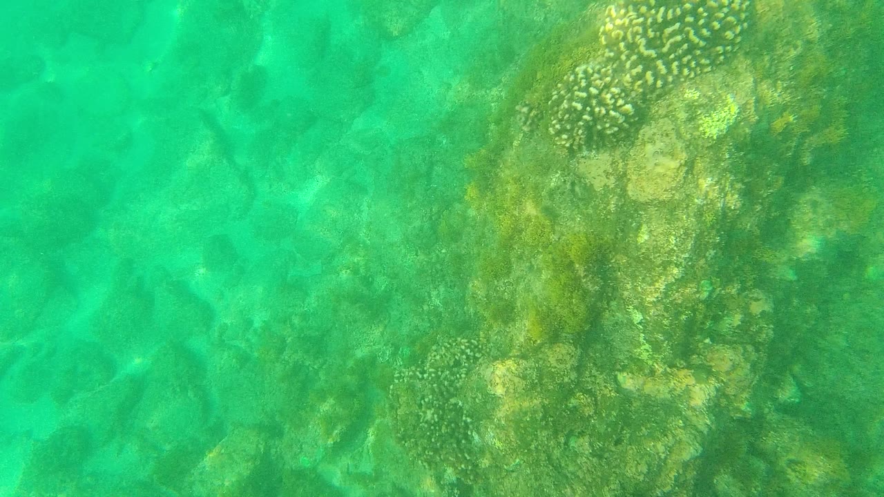 Underwater frame from Palmilla Los Cabos with a coral head near the top center, darker rocks below, green-turquoise water, and no visible people.