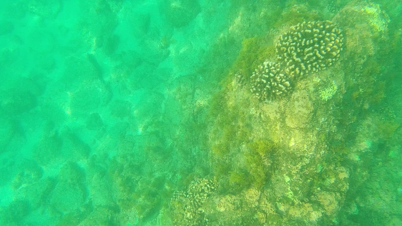 Palmilla Los Cabos underwater view with a coral mound at the upper right, pale sand and rocks across the lower frame, clear turquoise water, and no visible people.