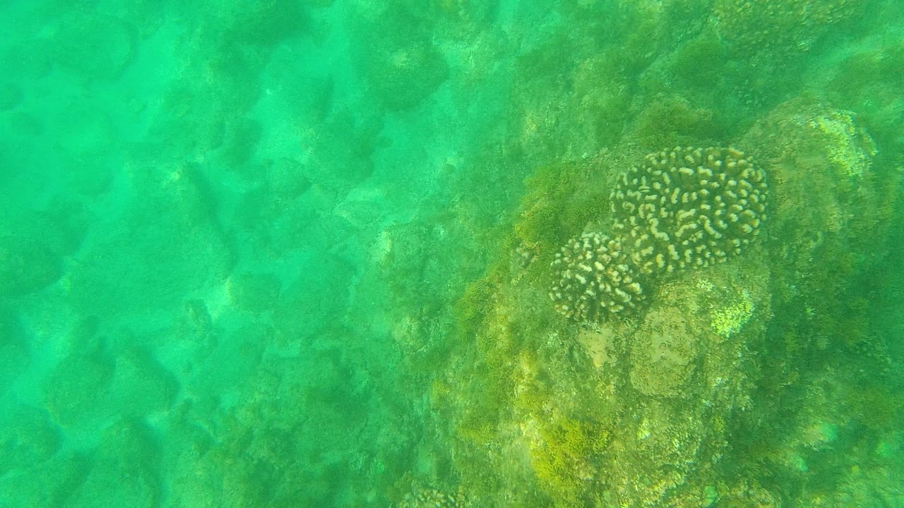 Underwater Palmilla Los Cabos frame with a rounded coral head near the center, rock ledges around it, soft green water, and no visible people.