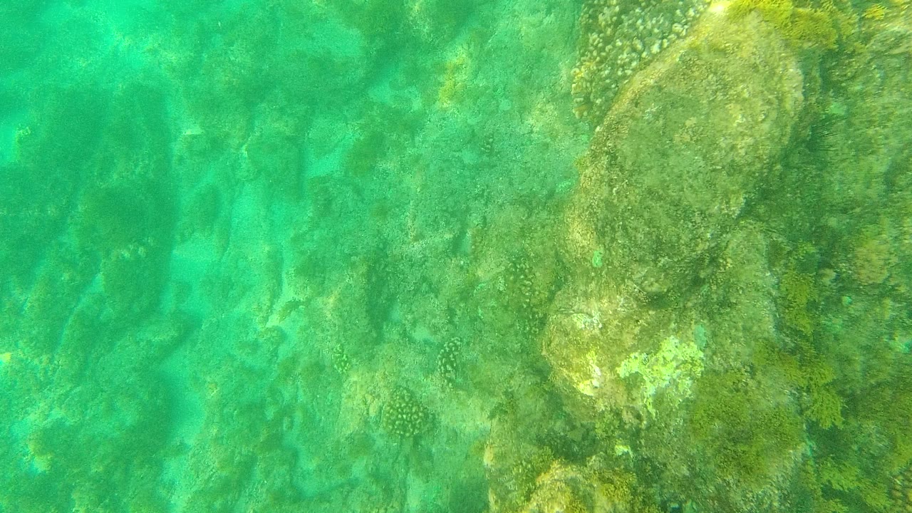 Turquoise underwater view of algae-covered rocks and seabed.