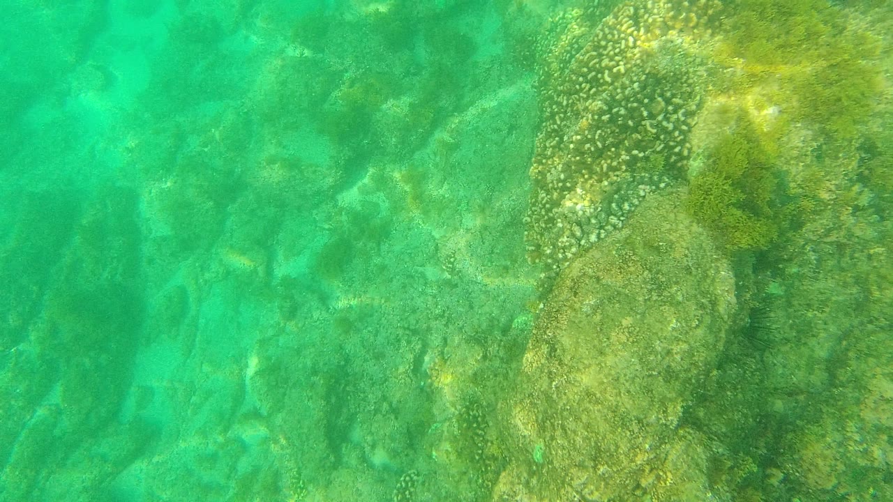 Underwater Palmilla Los Cabos seabed with a larger algae-coated rock area at the upper right, mottled reef patches, and no visible people.