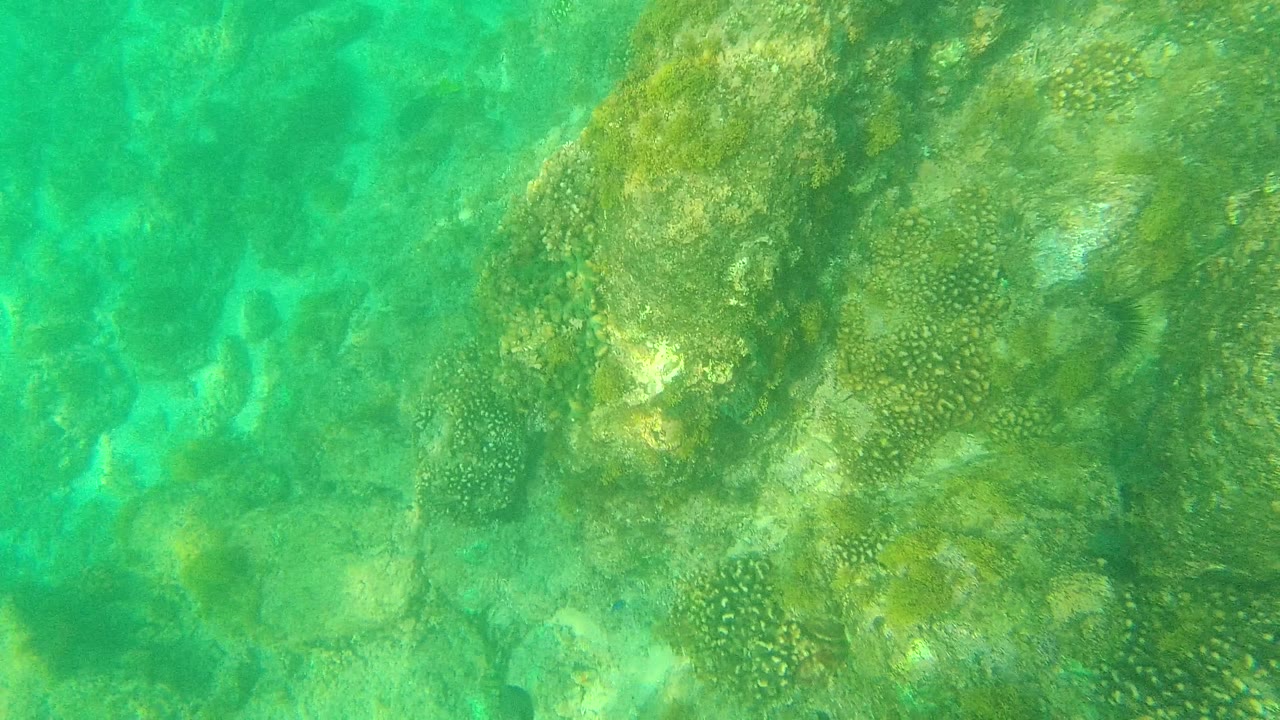 Palmilla Los Cabos reef frame with a coral and rock mass across the right side, clearer turquoise water to the left, and no visible people.