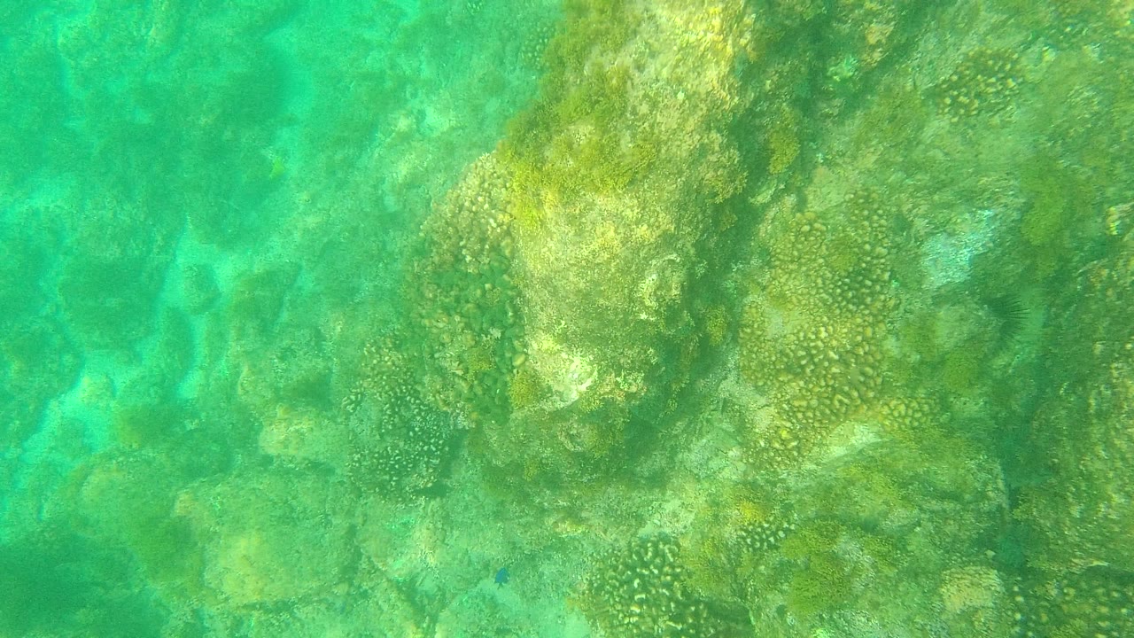 Underwater Palmilla Los Cabos frame with a broad coral-covered ridge near the center-right, pale seabed texture around it, and no visible people.