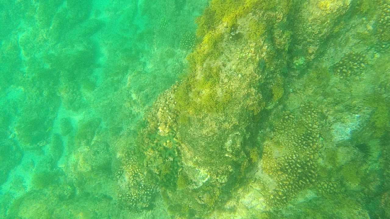 Palmilla Los Cabos underwater frame with reef rock filling much of the right side, green seabed tones, clearer water on the left, and no visible people.