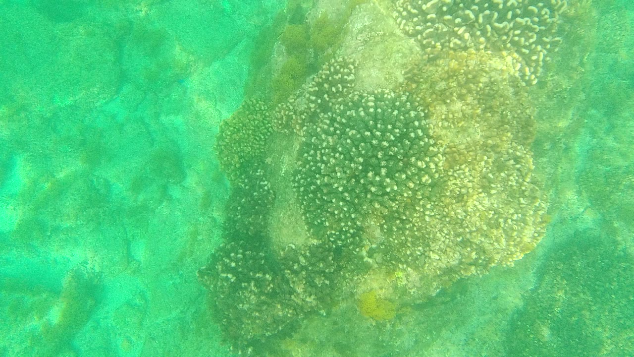 Turquoise underwater view of coral and rocky seabed.