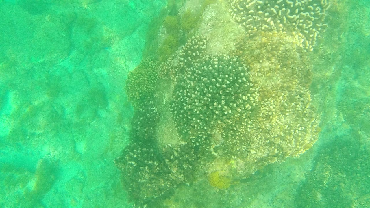 A close view in Palmilla Los Cabos shows pale-spotted coral clusters above uneven reef rock in green water, with no visible people.