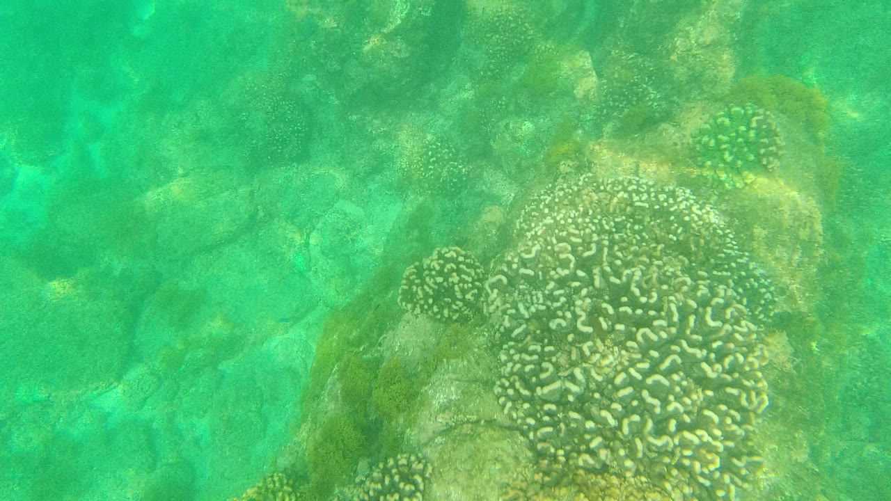 A coral mound sits along the right side of the Palmilla Los Cabos underwater frame while rock and sandy gaps show through the turquoise water, with no visible people.