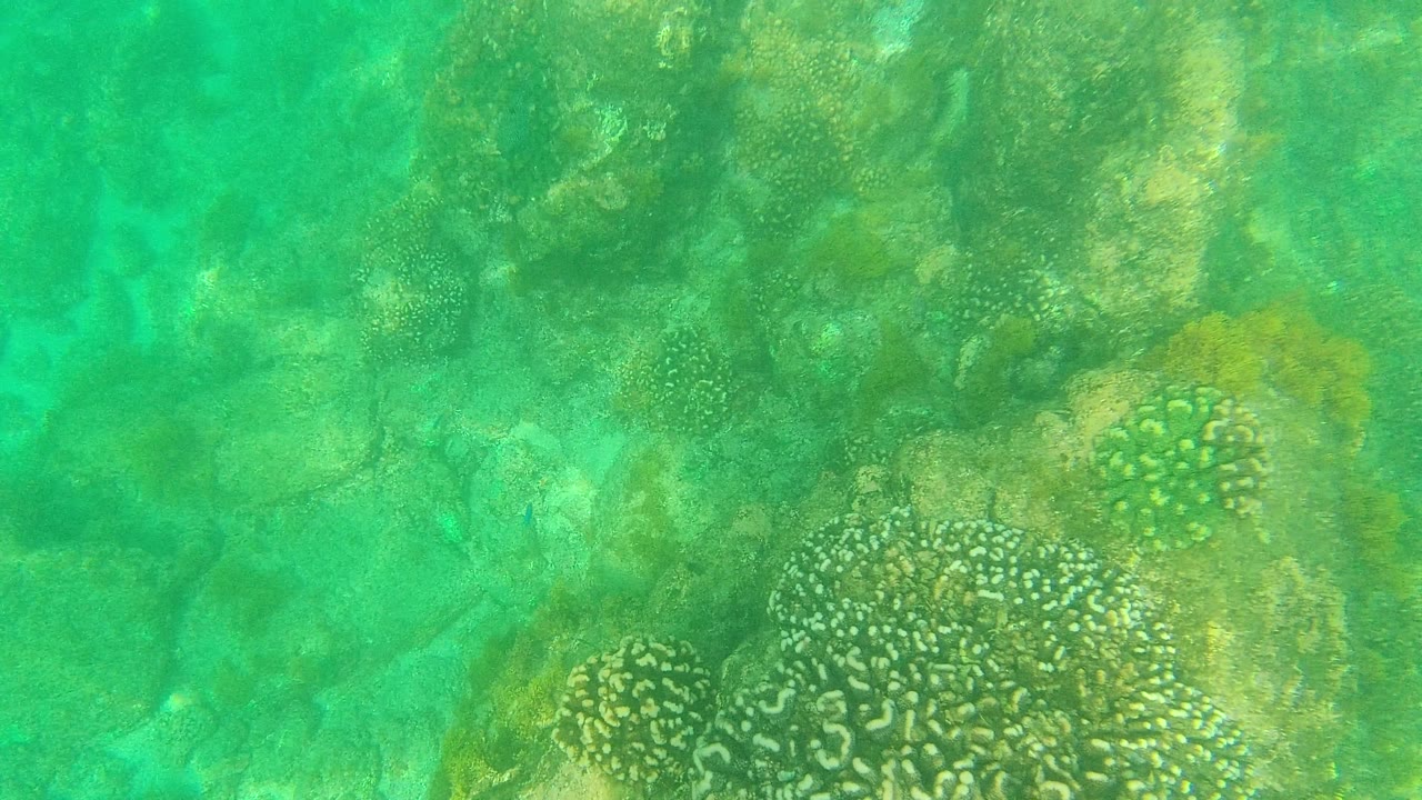 The mid-clip view shows scattered coral clusters and algae-tinted rocks under hazy green water in Palmilla Los Cabos, with no visible people.