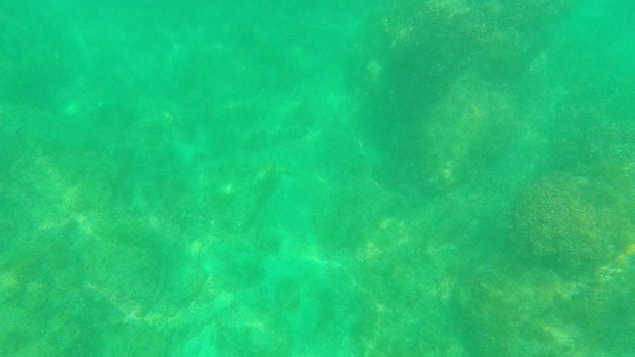 Green-blue underwater view of coral and rocky ocean floor.