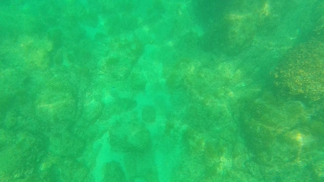 Palmilla Los Cabos underwater view with green-tinted clear water, coral clusters, rocky bottom texture, and no visible people.