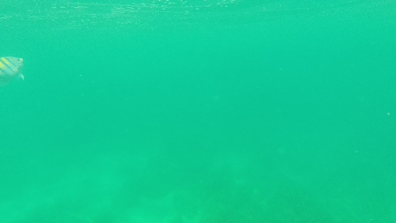 Turquoise underwater view with a striped fish near the upper left and rocks below.