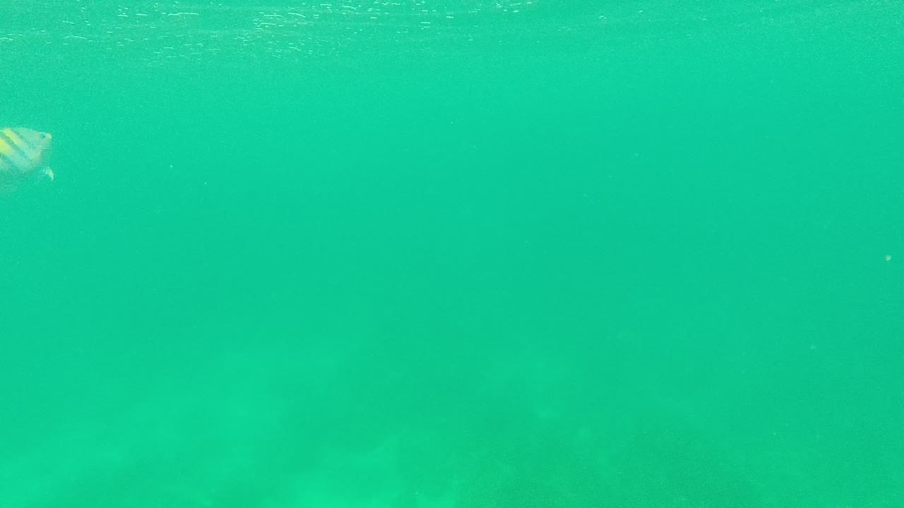 At Palmilla Los Cabos, the striped fish appears slightly farther from the left edge in clear green-blue water over dim rocks, with no visible people.