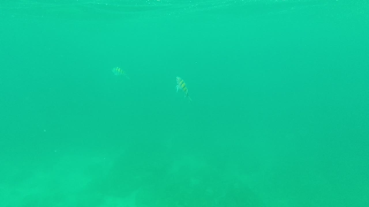 Small fish are spaced across the upper and lower parts of the Palmilla Los Cabos underwater frame, with green water and a soft rocky bottom visible, no visible people.