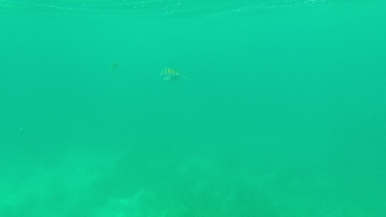 A few small striped fish remain faint in the clear turquoise water at Palmilla Los Cabos, with the darker seabed barely visible below and no visible people.