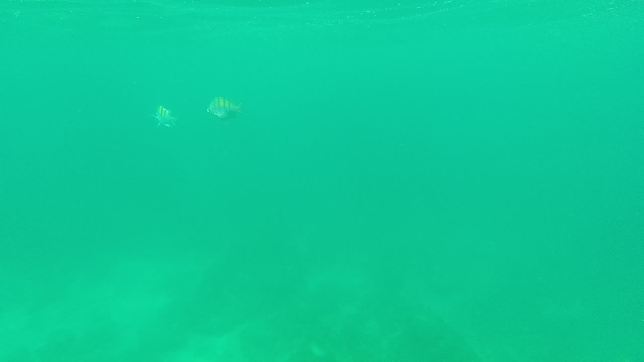 Several small striped fish cluster toward the left side of the Palmilla Los Cabos underwater view, with green water and dim rock shapes below, no visible people.