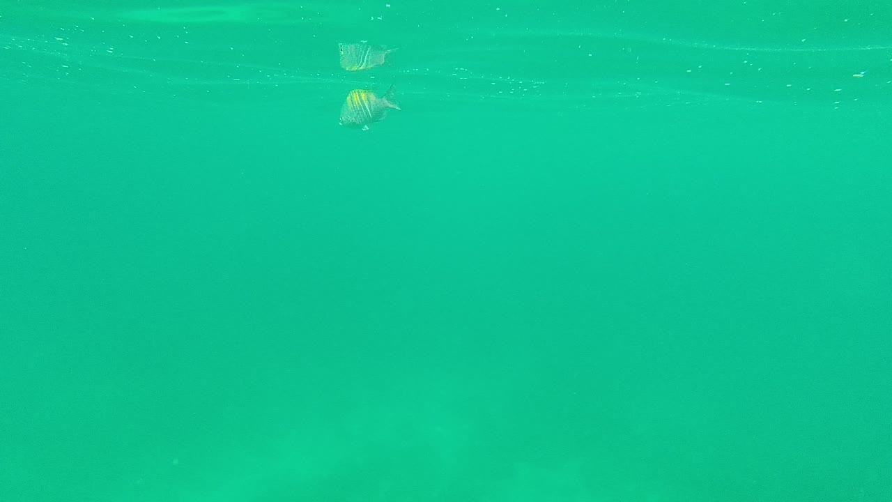 Clear turquoise underwater view with small striped fish near the surface
