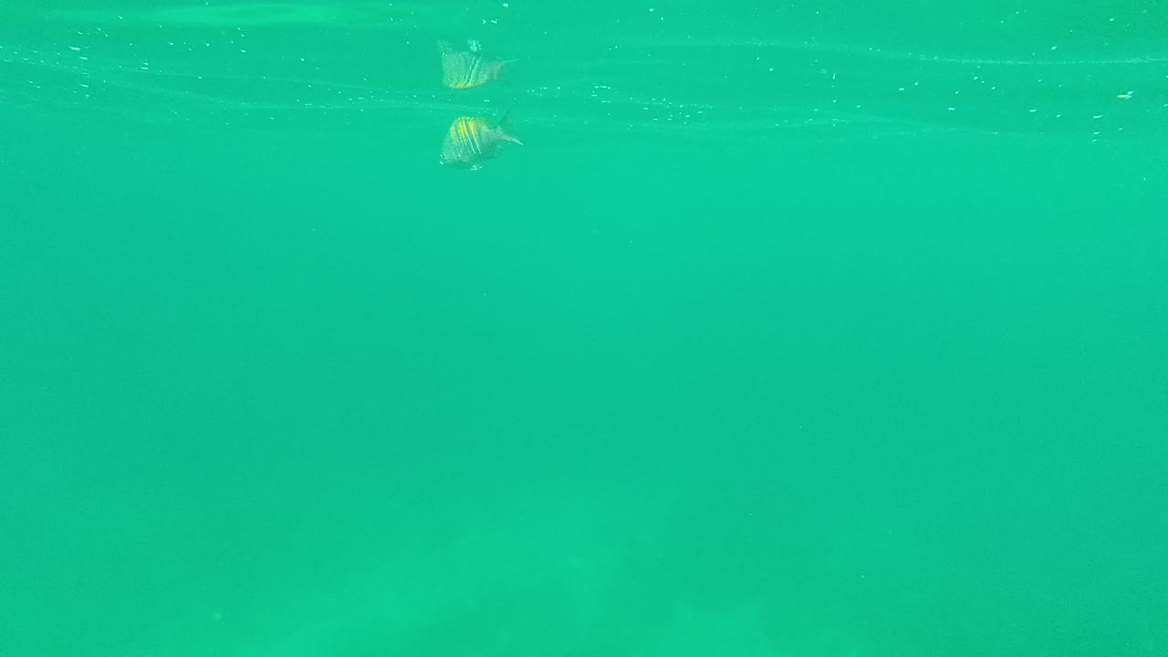 Underwater frame from Palmilla Los Cabos showing a small striped fish at left and another near center over a soft pale seabed, with no visible people.