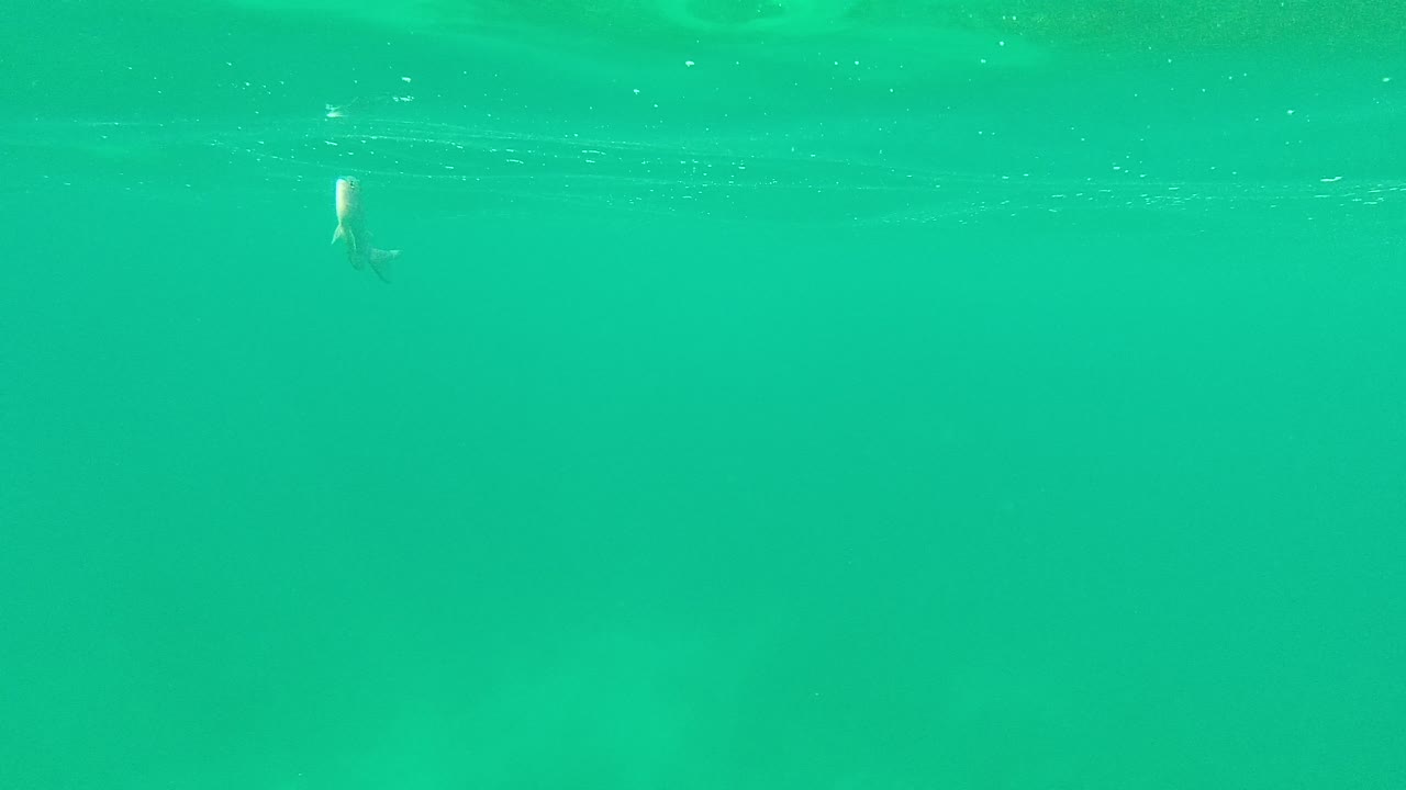 Open turquoise water in Palmilla Los Cabos with several distant striped fish spread across the midground and no visible people.
