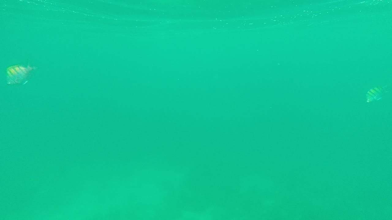 Palmilla Los Cabos underwater view with a striped fish at the lower left and another small fish deeper in clear green ocean water, with no visible people.