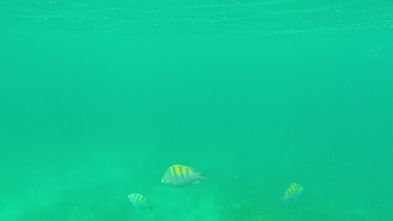 Small striped fish swim through clear turquoise water at Palmilla Los Cabos, with faint surface ripples above and no visible people.