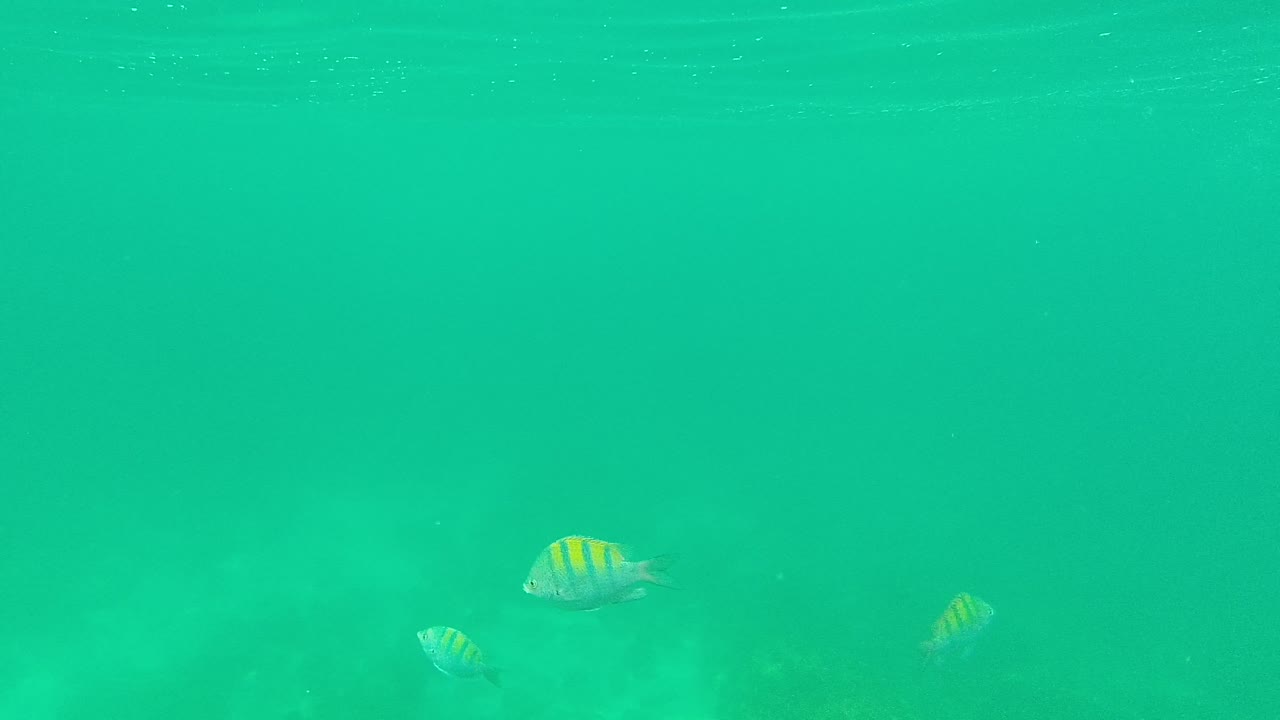 A few small striped fish remain near the upper water column in Palmilla Los Cabos, with green-blue water and no visible people.