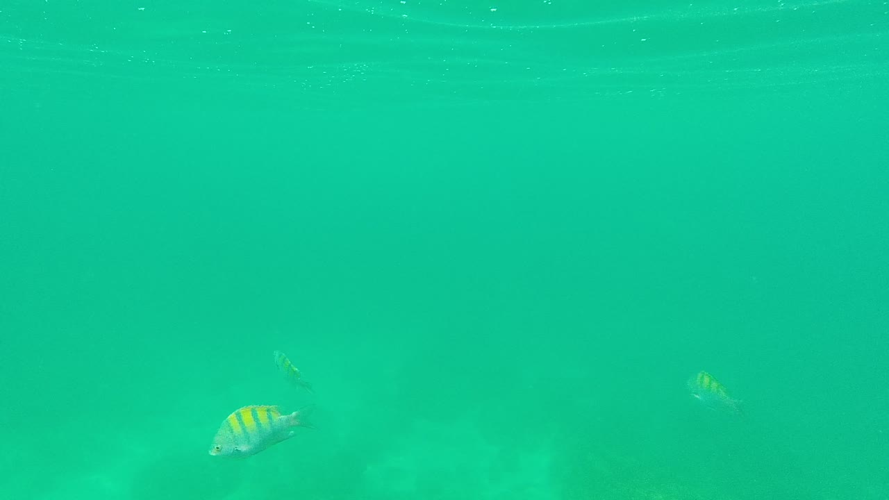 Striped fish are more dispersed across the turquoise underwater frame at Palmilla Los Cabos, with the surface shimmer visible and no visible people.