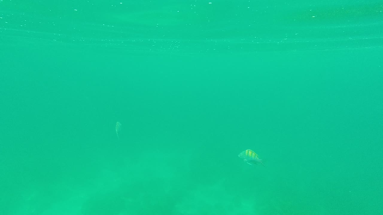 Sparse striped fish appear in clear green-turquoise water at Palmilla Los Cabos, with open water dominating the frame and no visible people.
