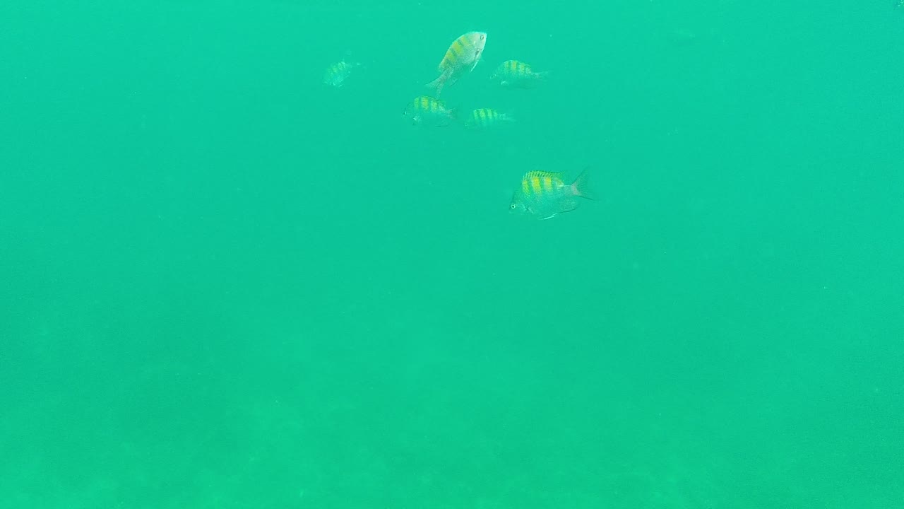 Small fish appear near the upper part of clear green-turquoise water in Palmilla Los Cabos, with a faint surface band and no visible people.