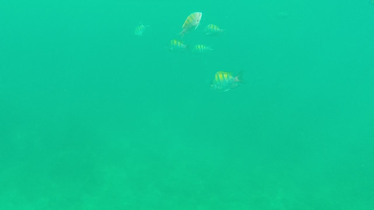 Several small striped fish are spread across the upper area of the Palmilla Los Cabos underwater frame, with open turquoise water below and no visible people.