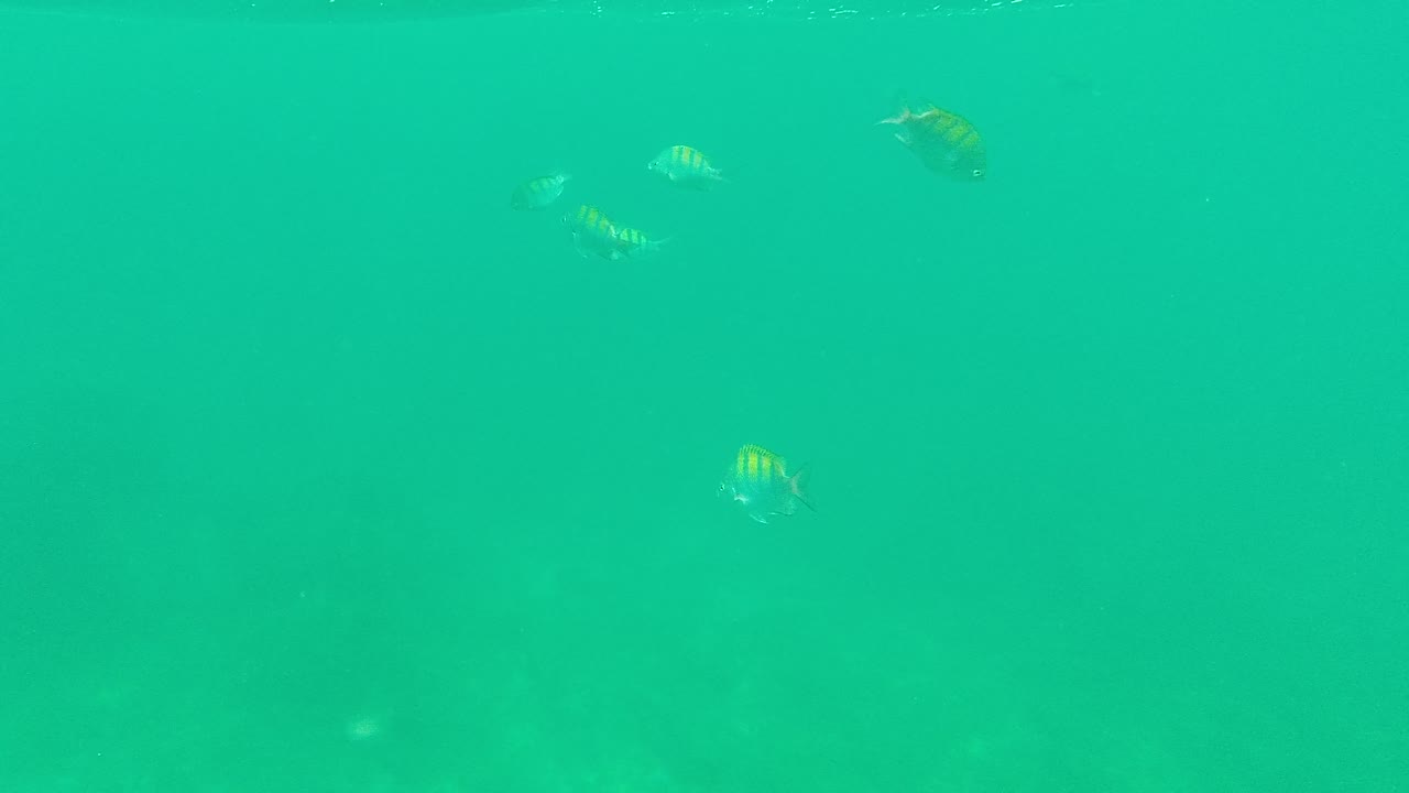 Small fish drift near the upper right and center of clear turquoise water in Palmilla Los Cabos, while the lower frame remains mostly open and no people are visible.