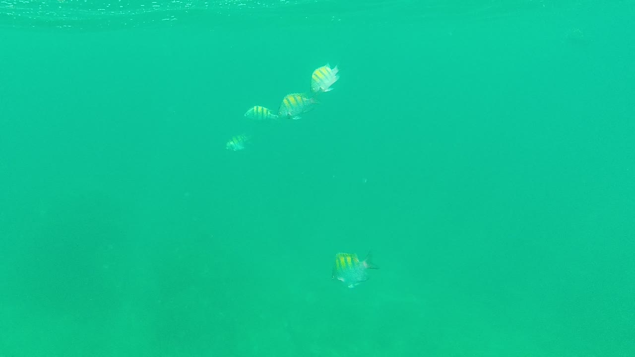 Fish swimming below a bright surface band