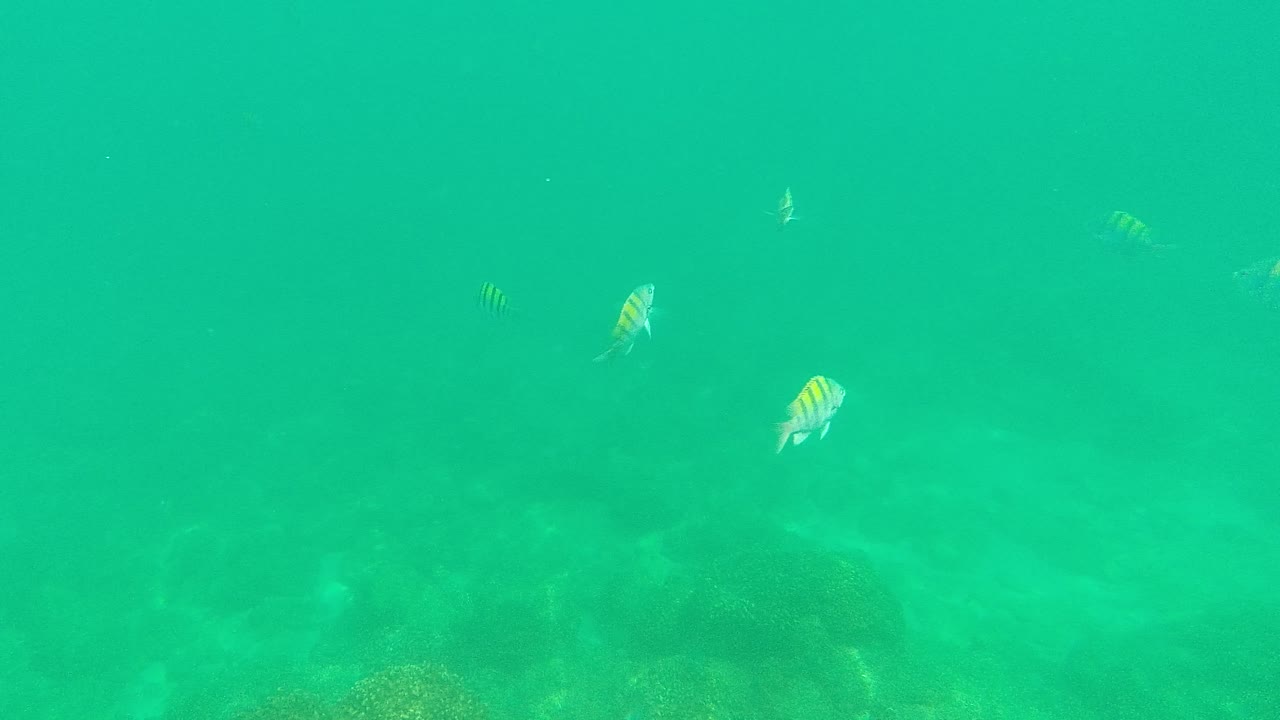 Striped fish swim through turquoise water above a rocky coral seabed in Palmilla Los Cabos, Mexico, with no visible people.