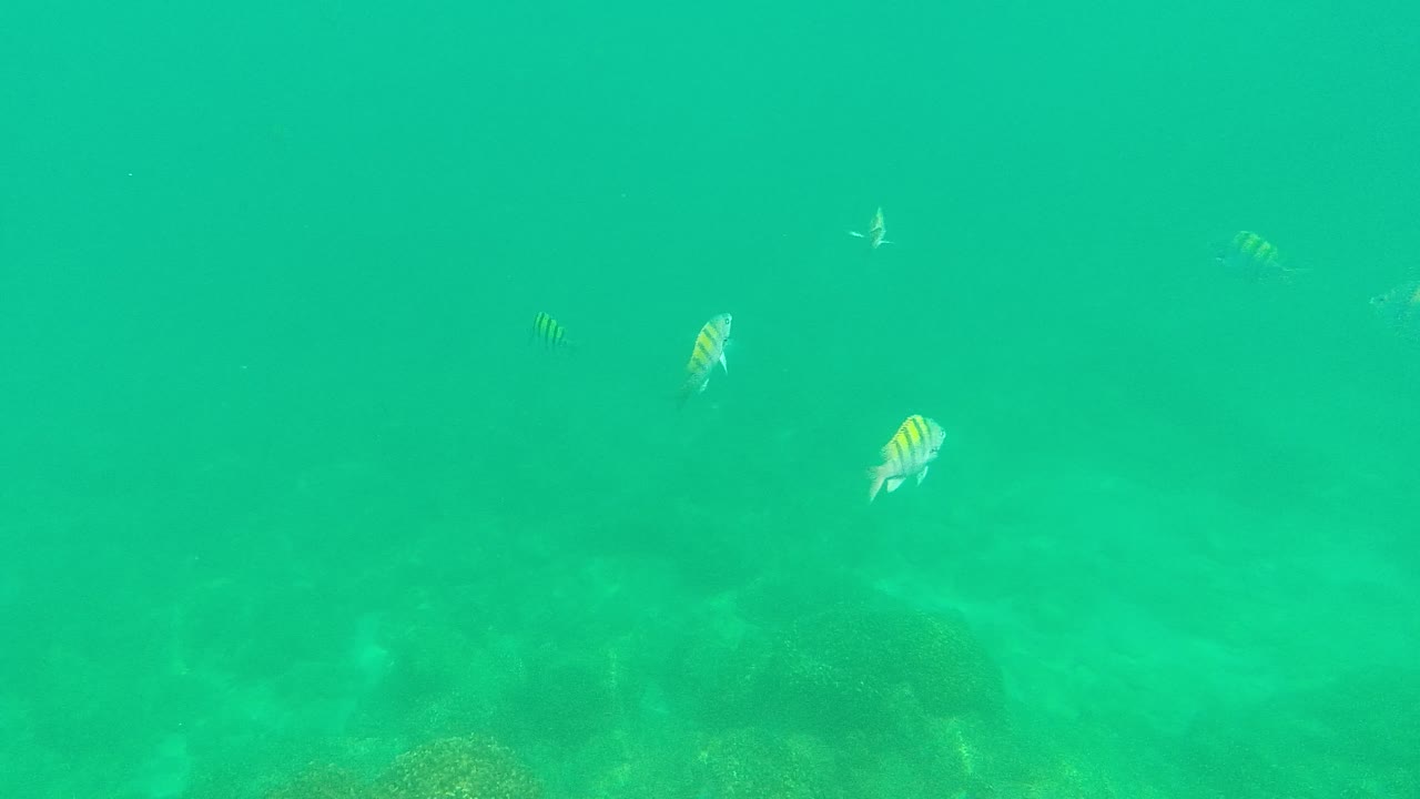 Several striped fish spread across clear green-blue ocean water.