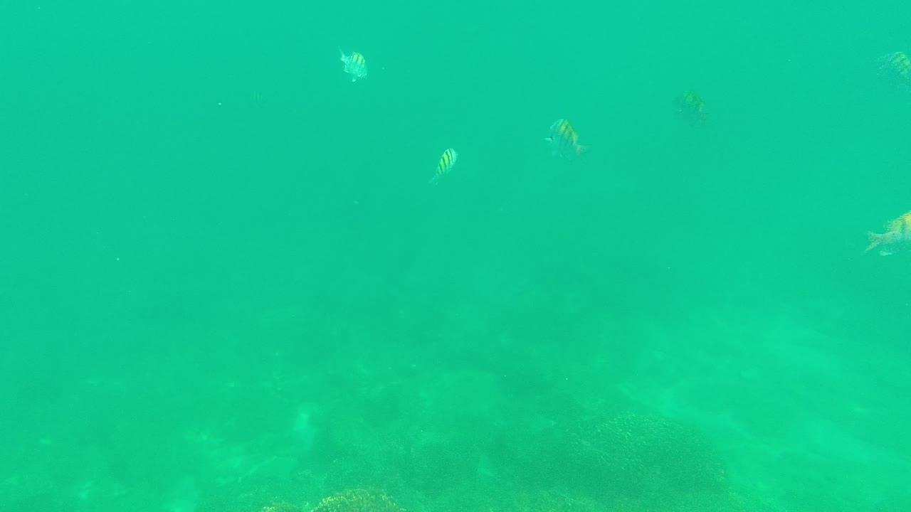 A striped fish sits near the upper center of the turquoise water while coral and rocks fade beneath it in Palmilla Los Cabos, Mexico, with no visible people.
