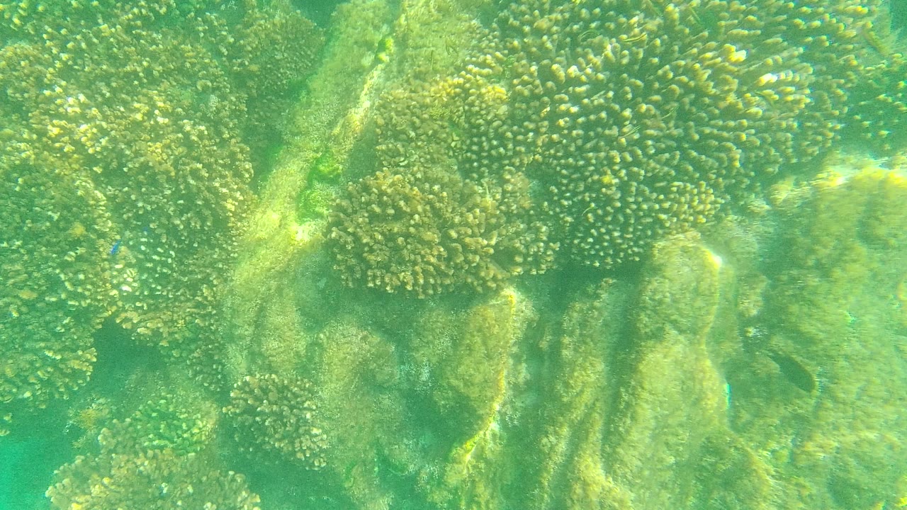 Close underwater view of coral polyps and rounded reef rock in green-blue water at Palmilla Los Cabos, Mexico, with no visible people.