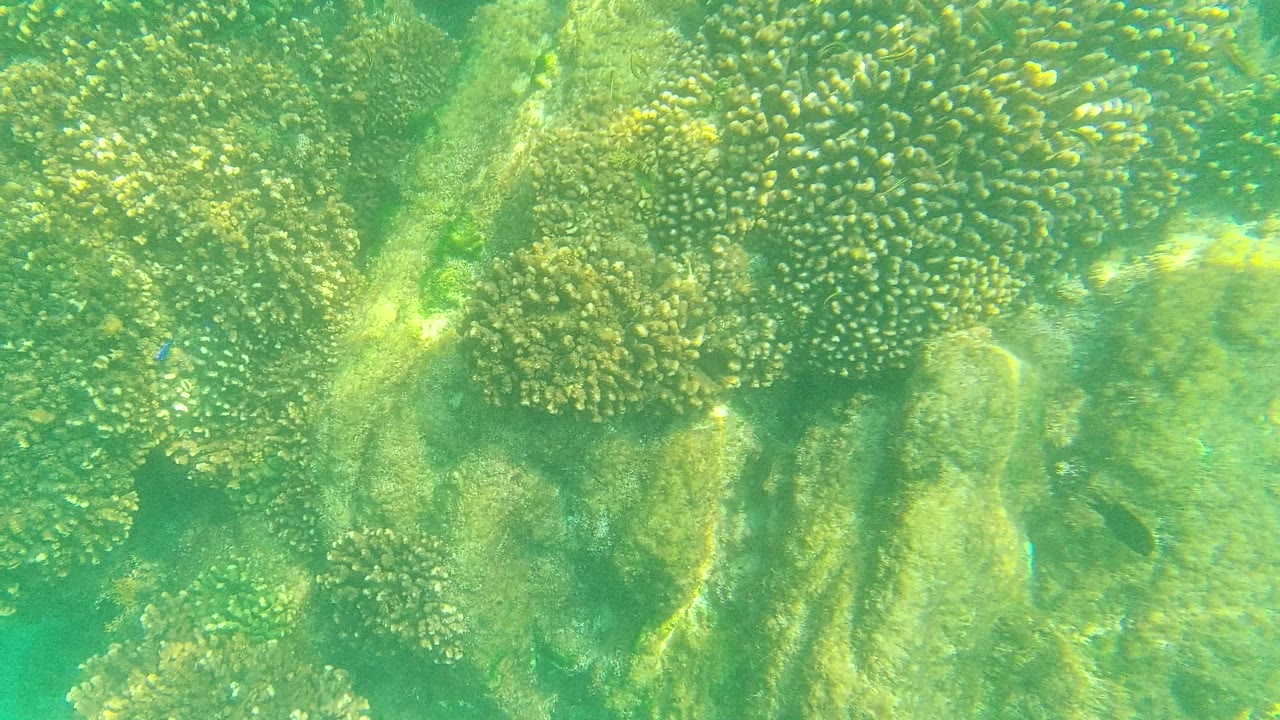 Sunlit coral clusters fill the frame underwater at Palmilla Los Cabos, Mexico, with pale rock channels and no visible people.