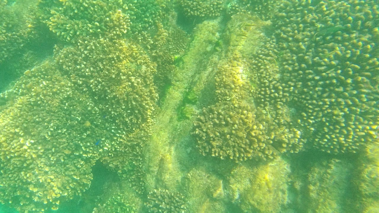 Dense coral heads and uneven reef rock are visible through green-blue water at Palmilla Los Cabos, Mexico, with no visible people.