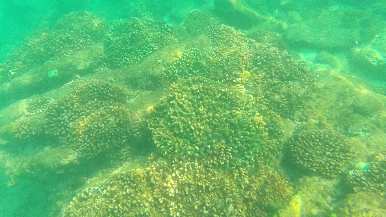 A wider underwater view shows coral mounds over a rocky seabed in Palmilla Los Cabos, Mexico, with green water and no visible people.