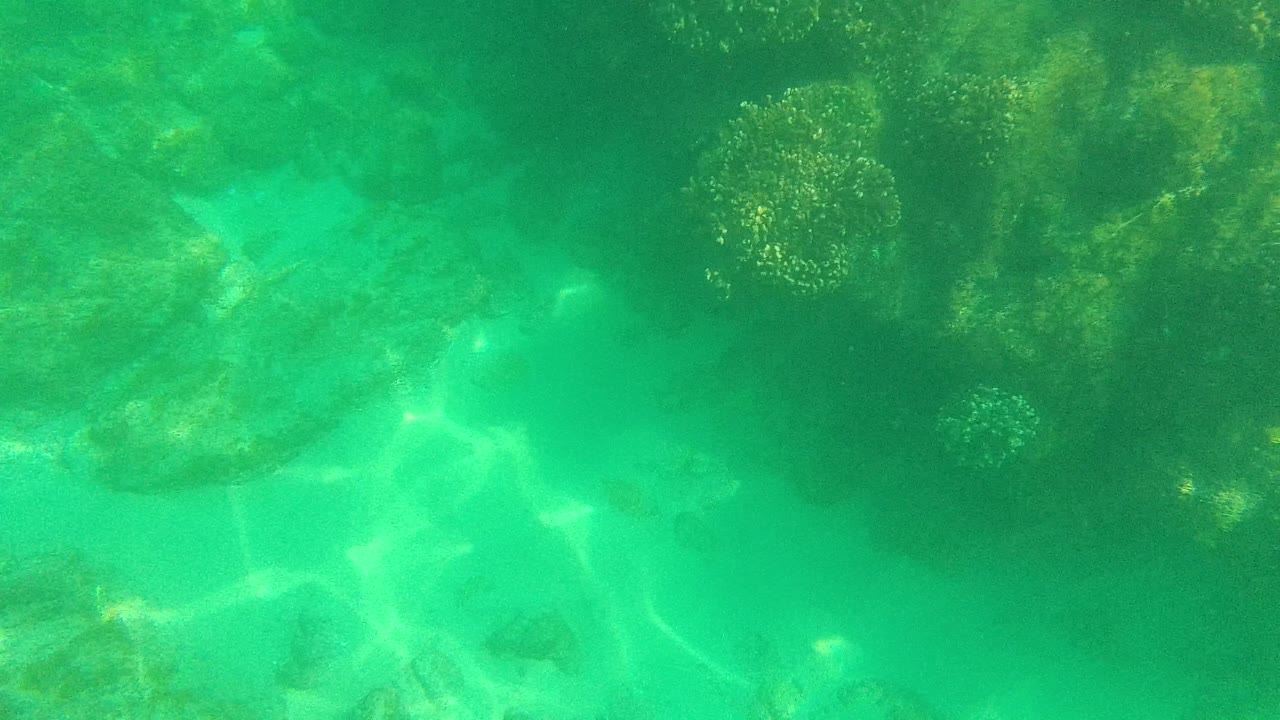 Underwater frame from Palmilla Los Cabos showing coral heads and darker reef shapes near the top, bright turquoise sandy bottom below, and no visible people.