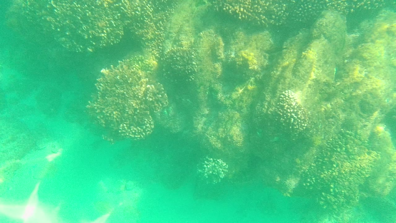 Closer Palmilla Los Cabos reef view with rounded coral clusters, algae-covered rock forms, turquoise water, and no visible people.