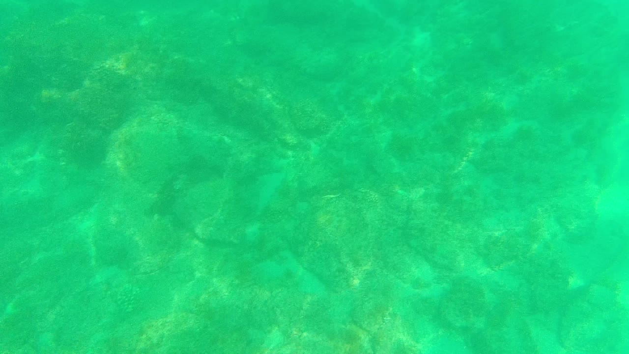 Clear green-blue water at Palmilla Los Cabos reveals uneven underwater rocks, muted coral-like texture, and no visible people.