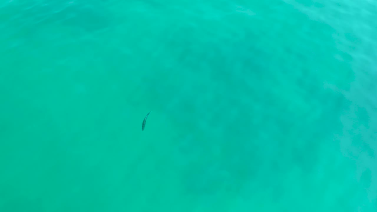 Small dark fish near the left side of clear turquoise water at Shipwrecks Los Cabos, with pale seabed patches below and no visible people.