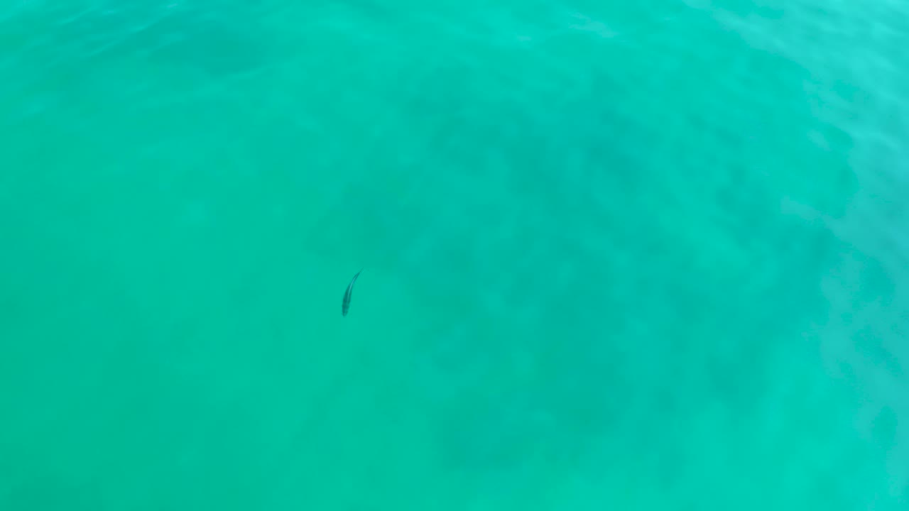 Small fish in turquoise water with soft ripples and seabed shadows.