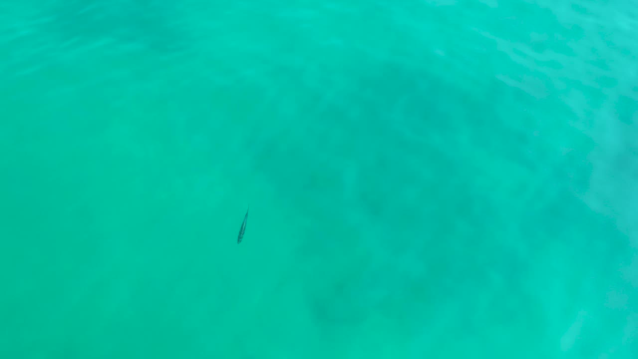 Tiny dark fish near the right side of the frame in clear blue-green water at Shipwrecks Los Cabos, with no visible people.