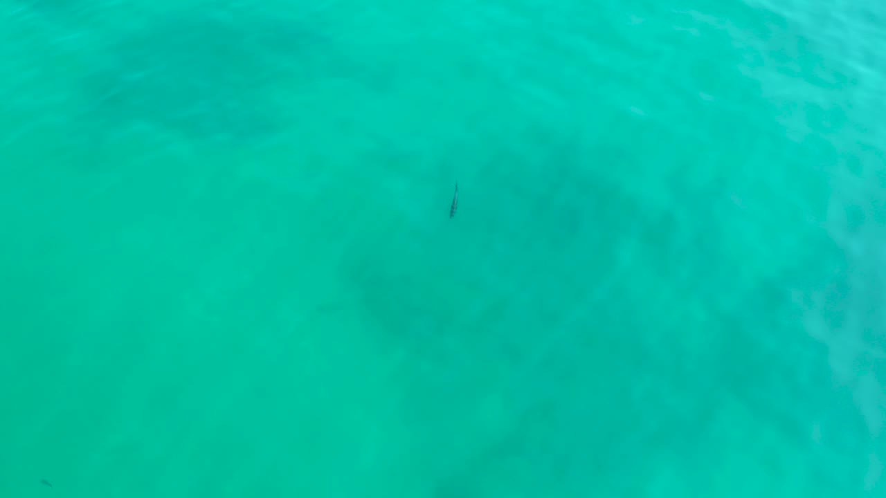 Small dark fish below clear turquoise water at Shipwrecks Los Cabos, with soft ripples and no visible people.