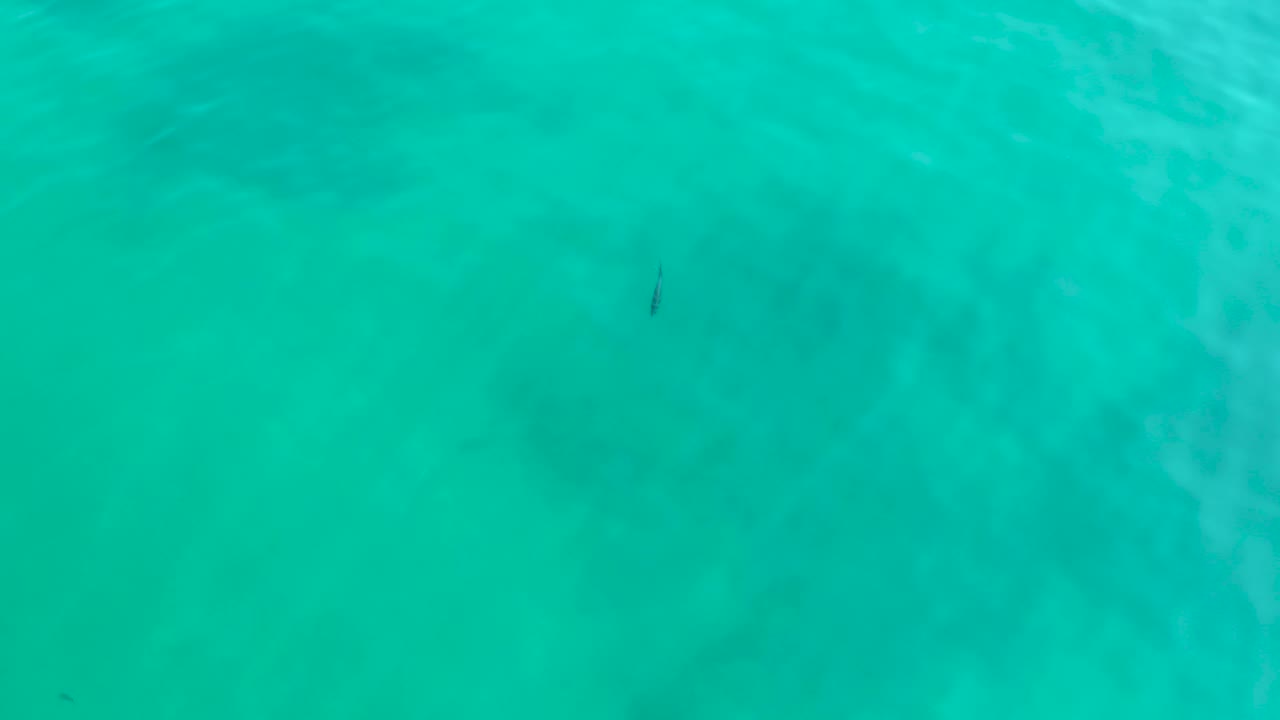 A small fish sits slightly left of center under rippled turquoise water at Shipwrecks Los Cabos, with no visible people.