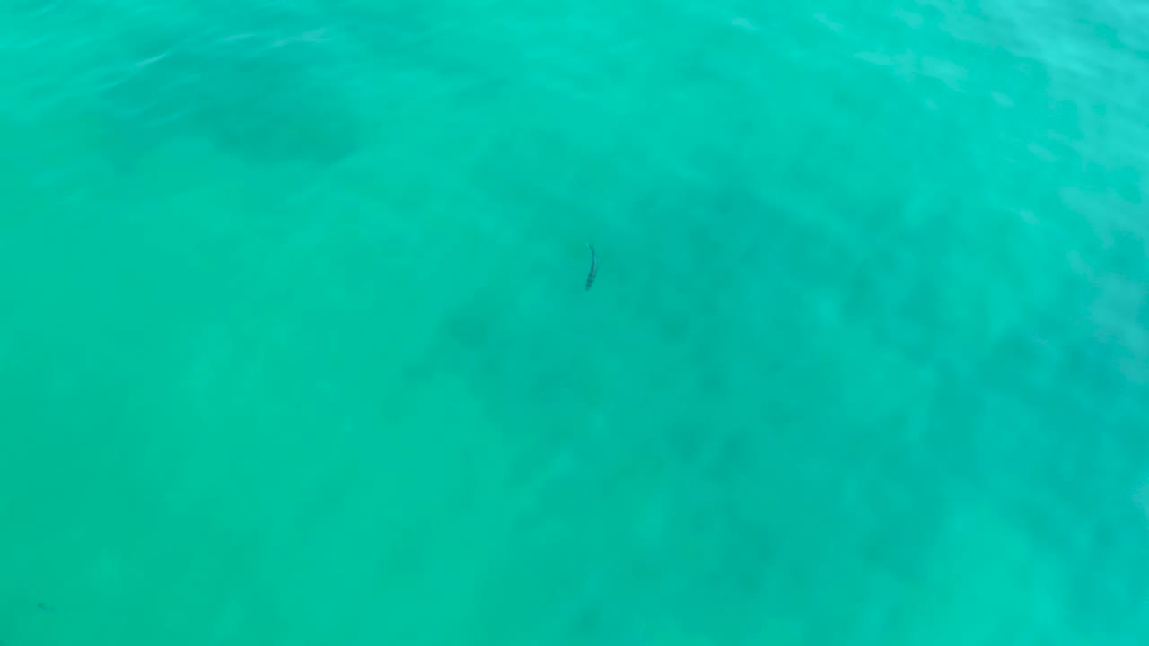 Dark fish under blue-green ocean water near the center of the frame, with mild ripple patterns and no visible people.