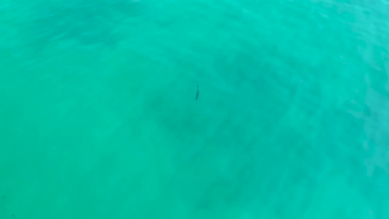 Small fish over pale turquoise water